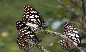 India: A Global Lepidoptera Hotspot – ZSI Publishes First Comprehensive Catalogue