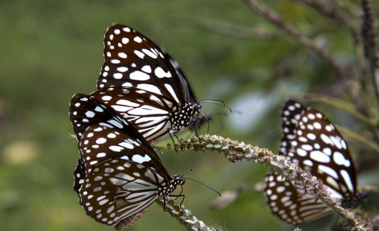 India: A Global Lepidoptera Hotspot – ZSI Publishes First Comprehensive Catalogue