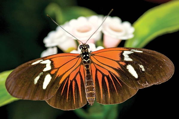 What is Lepidoptera?