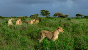 The Road Ahead for the Asiatic Lion: Securing India's Endemic Big Cat Beyond Gir
