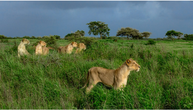 The Road Ahead for the Asiatic Lion: Securing India’s Endemic Big Cat Beyond Gir