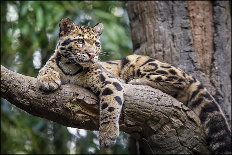 Meghalaya Launches Mission to Conserve Clouded Leopards