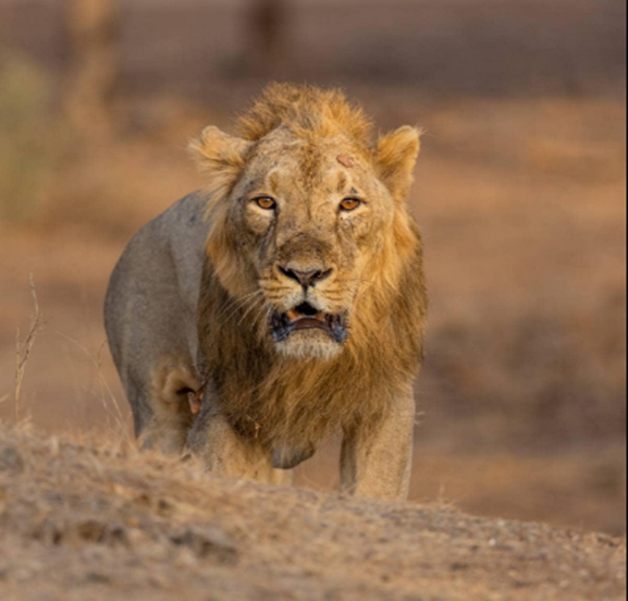 Asiatic Lion (Panthera leo persica)