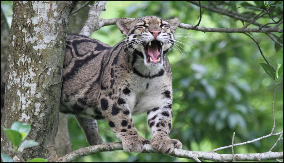 Clouded Leopard