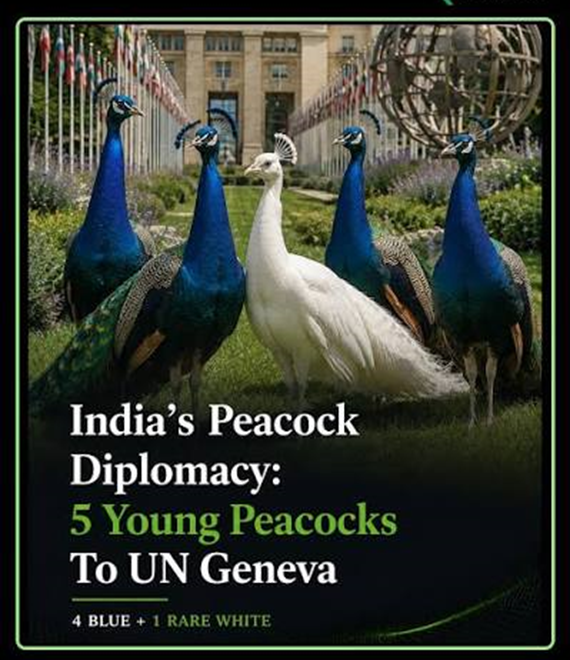 India’s Peacock Diplomacy: Five Peacocks Donated to UN Geneva