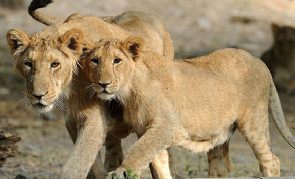 Asiatic Lion Population Rises to 891