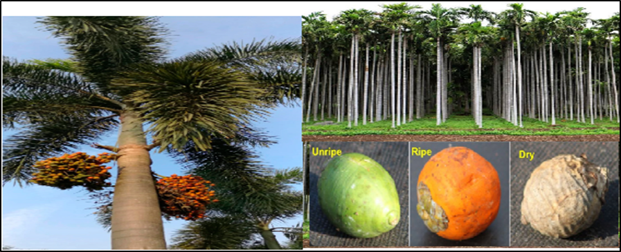 What is an Areca Nut?