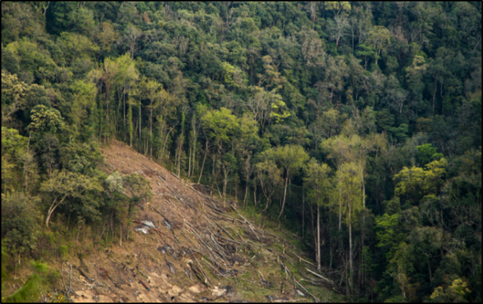 Losing Forest for Trees: Why India Must Shift from Plantation to Ecological Restoration