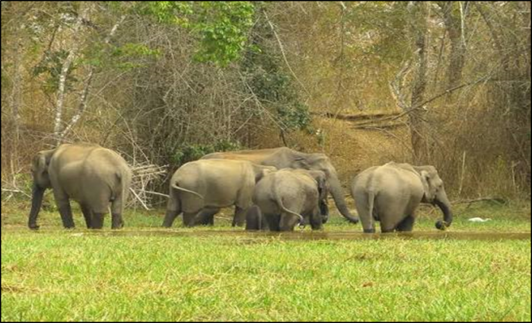 Supreme Court: No State Can Block Traditional Elephant Routes