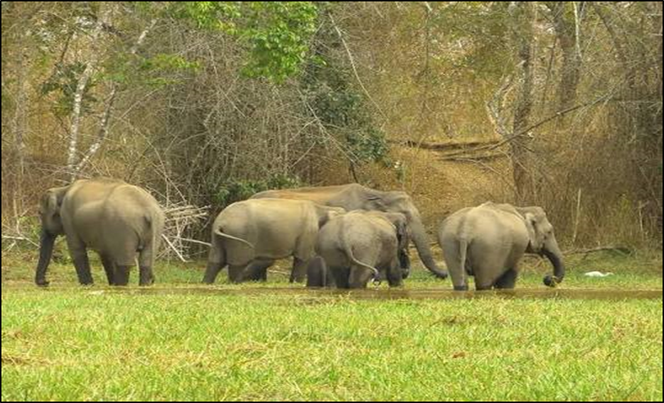 Supreme Court: No State Can Block Traditional Elephant Routes