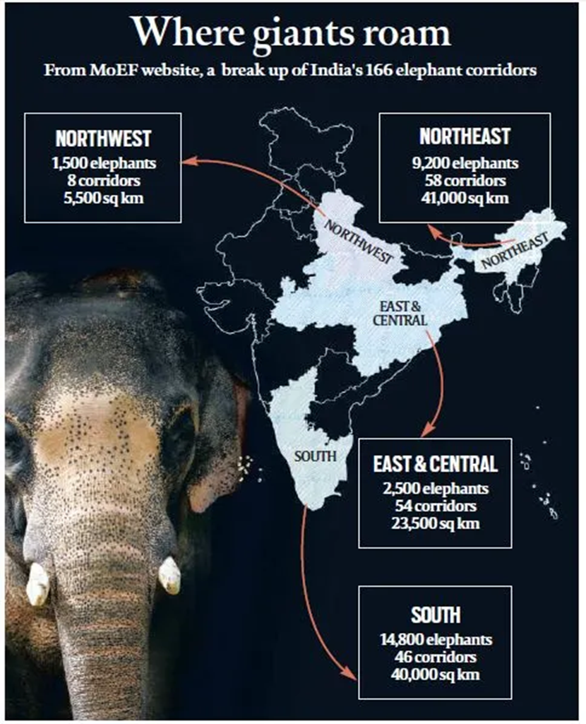 What is Elephant Corridors in India