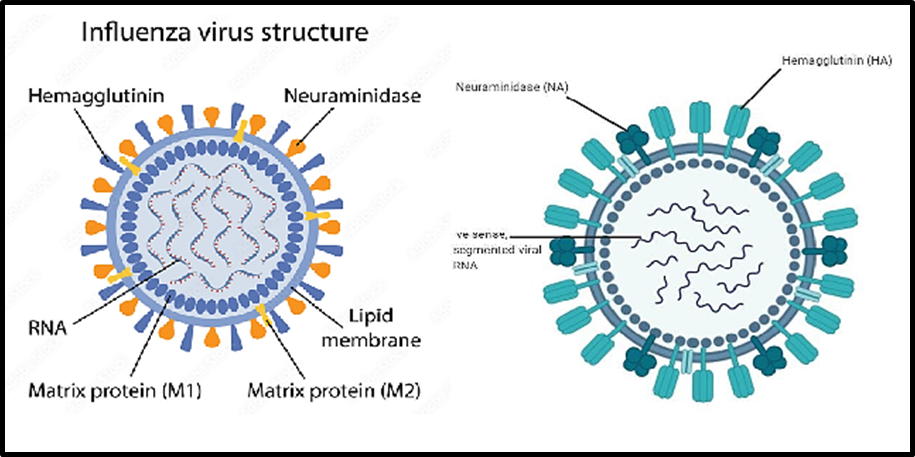 What is the Influenza Virus?