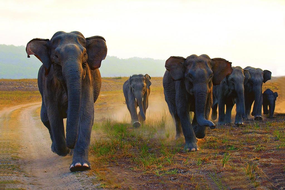 Reconciling Elephant Corridors with Inclusive Infrastructure Development