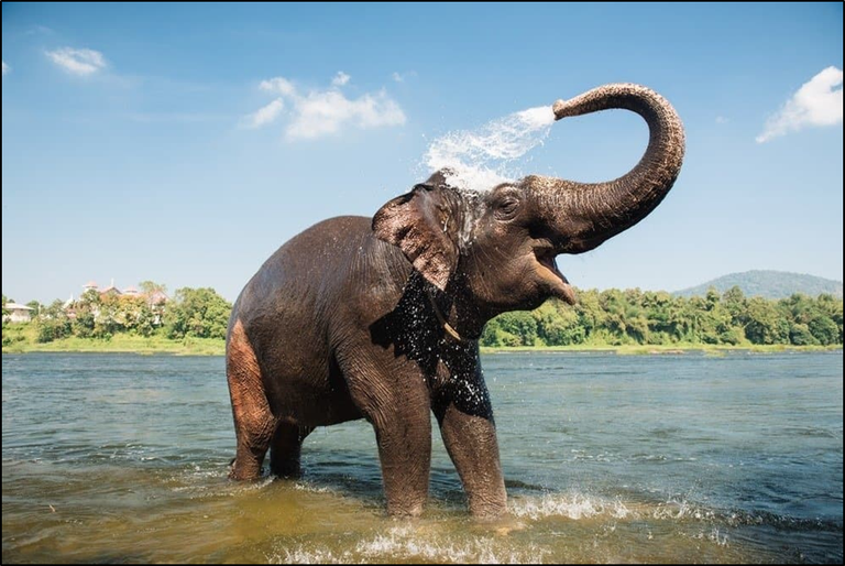 About Asian Elephant