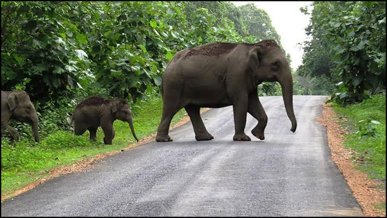 What is an Elephant Corridor?