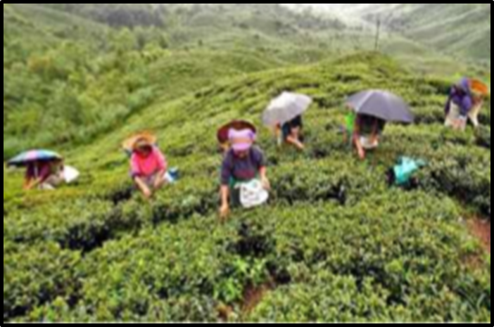 A Revival Roadmap for Darjeeling and Dooars Tea