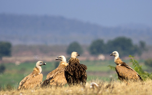 The Changing Paradigm of Vulture Conservation in India