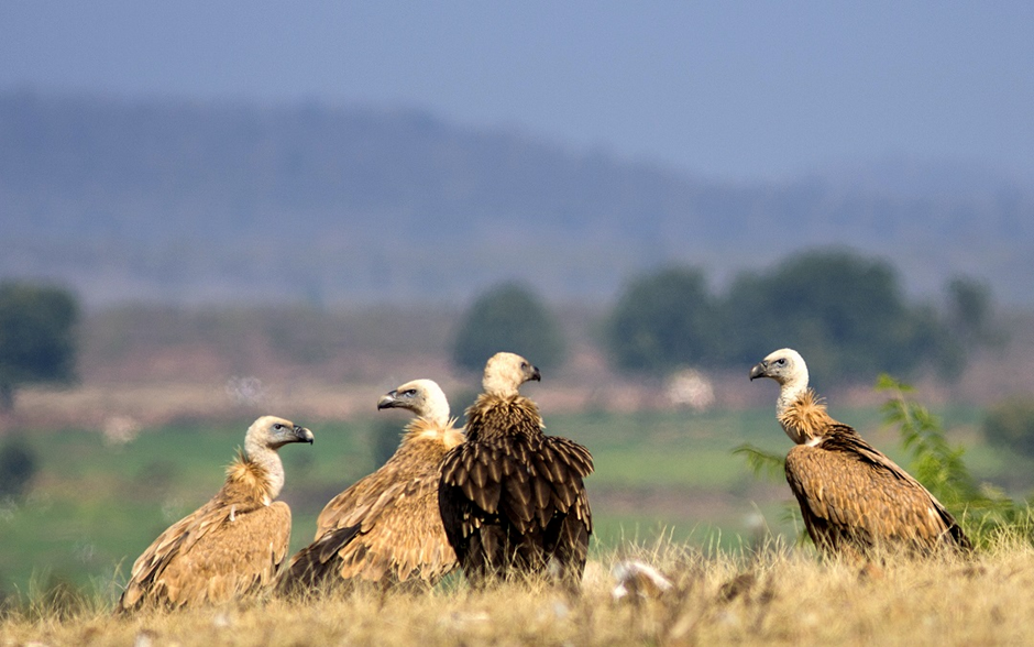 The Changing Paradigm of Vulture Conservation in India