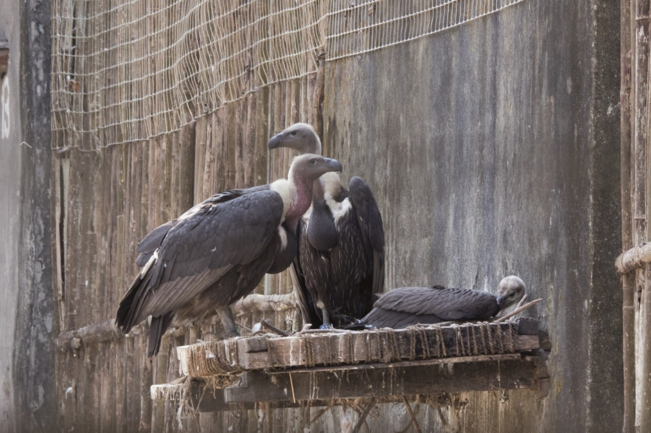 Vulture