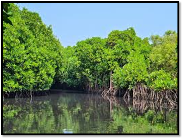 Pichavaram Mangroves the Blue Carbon Powerhouse