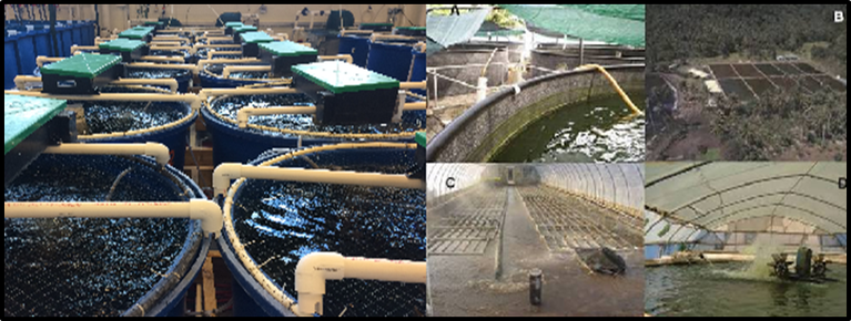 What are RAS and Biofloc Technology?