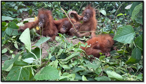 Five Young Orangutans Rescued in Odisha