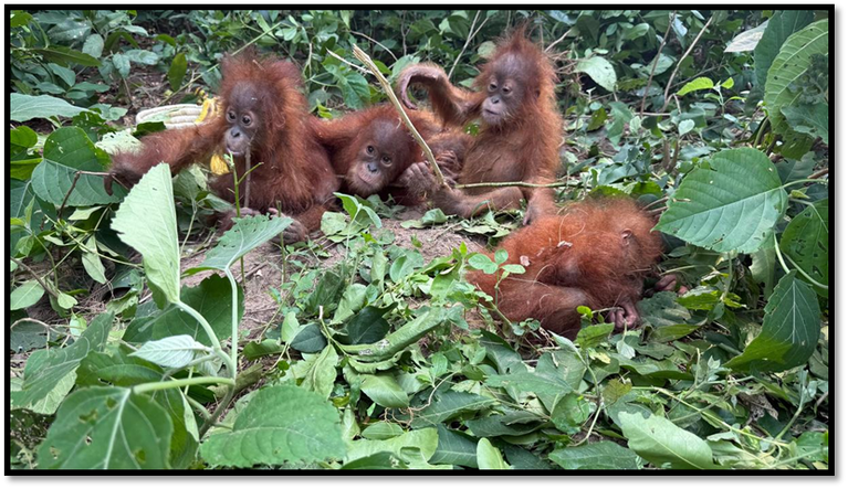Five Young Orangutans Rescued in Odisha