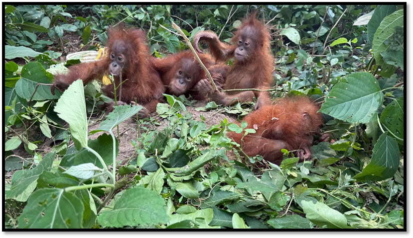 Five Young Orangutans Rescued in Odisha