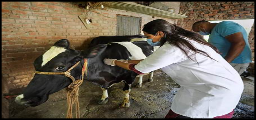 What Is Lumpy Skin Disease?
