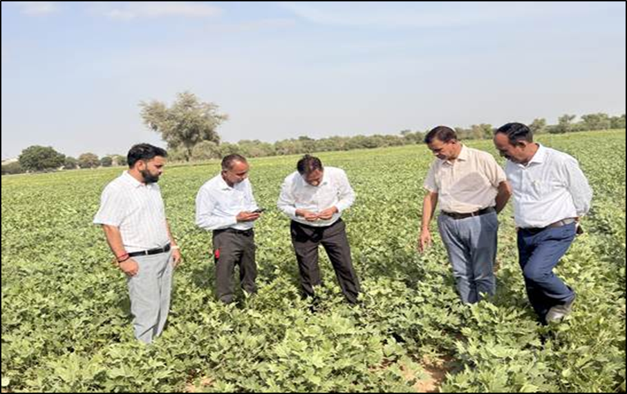 CAZRI Moth Bean Varieties