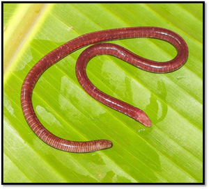 New Legless Amphibian Discovered in Maharashtra