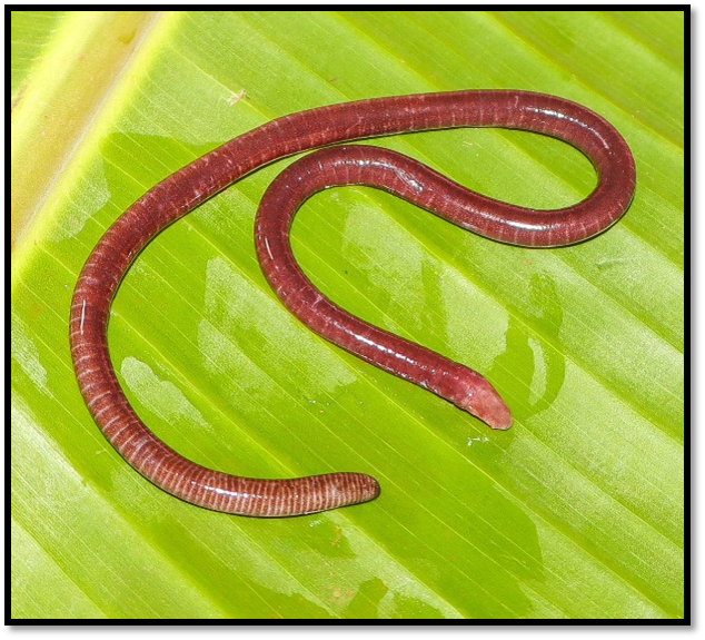 New Legless Amphibian Discovered in Maharashtra