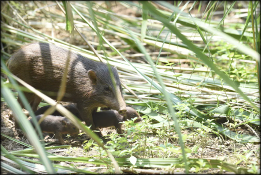 Pygmy Hog Conservation: From Species Recovery to Alluvial Grassland Restoration