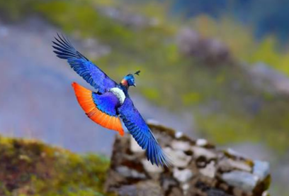 Himalayan Monal: Climate Change, Noise Pollution and Habitat Connectivity