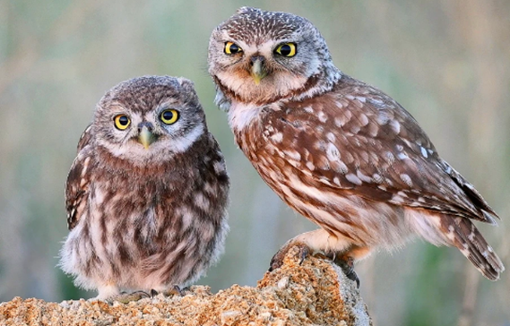 What are Indicator Species?
