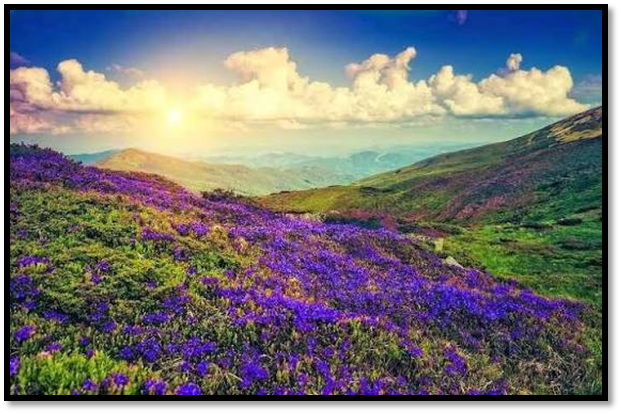 The Twelve Year Bloom of Neelakurinji