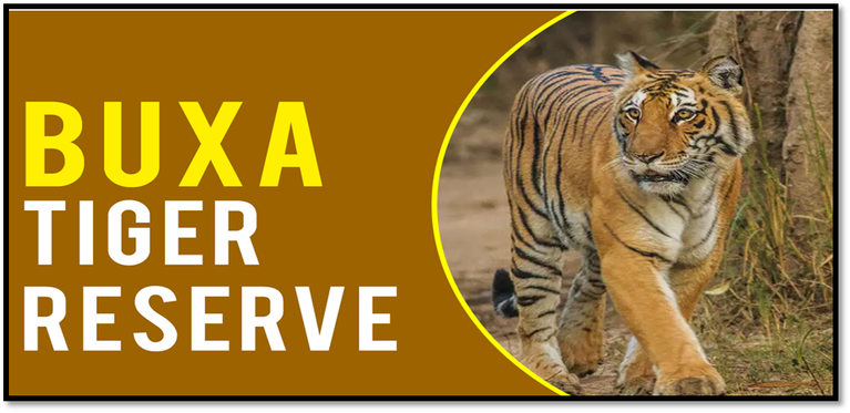 Tigers Return to Buxa Tiger Reserve
