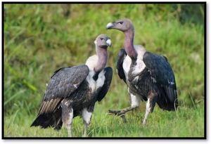 Vultures Return to the Wayanad Landscape