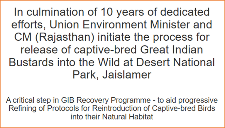 Historic Release of Captive-Bred Great Indian Bustards into the Wild