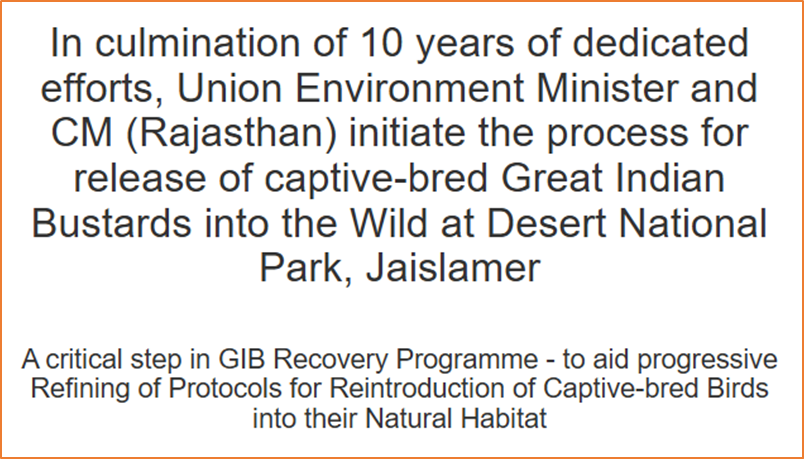 Historic Release of Captive-Bred Great Indian Bustards into the Wild