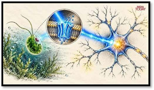 What is Optogenetics?