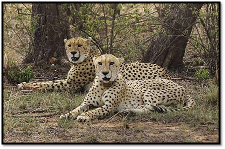 Veerangana Durgavati Tiger Reserve Becomes India’s Third Cheetah Habitat