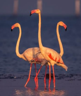 Ramsar Sites in India