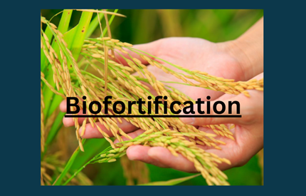What is Bio fortification?